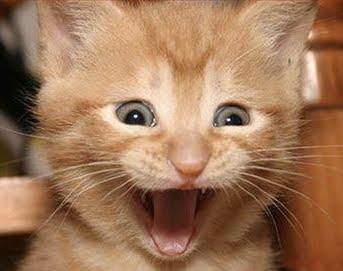 Excited-Cat